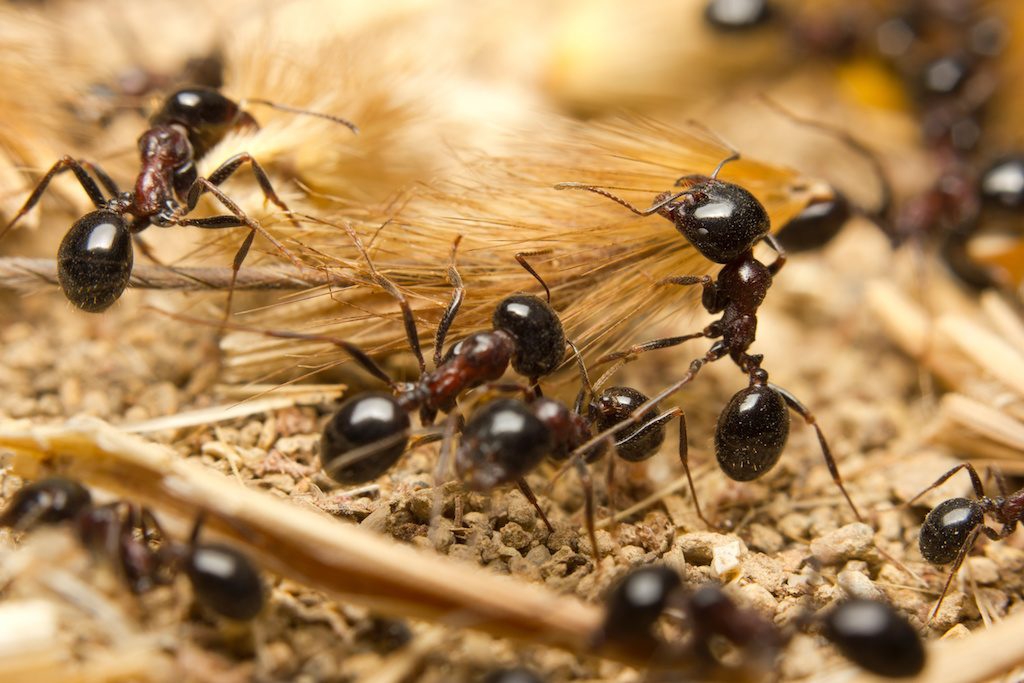 es una foto de una hormiga