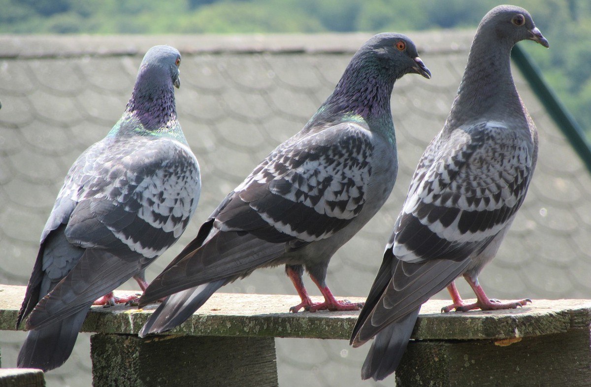 un grupo de 3 palomas mirando