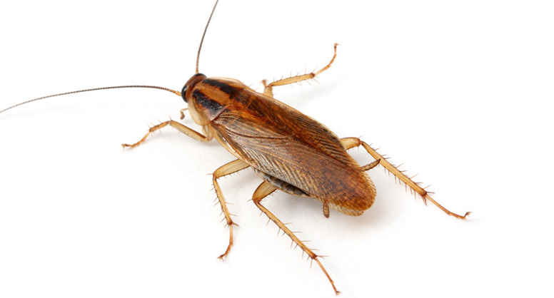 es una foto de cucaracha germánica