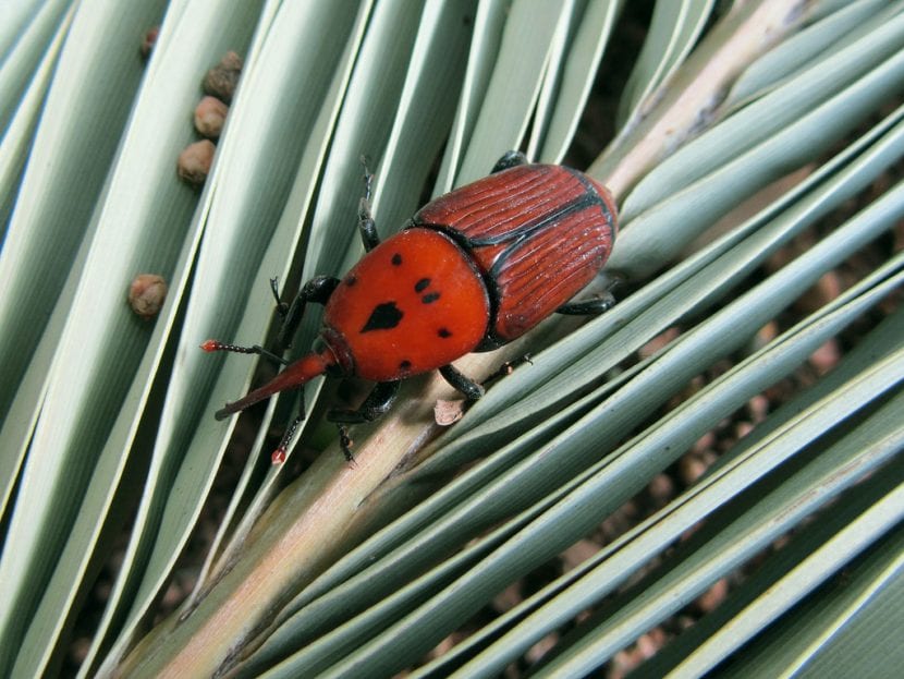 es una foto del picudo rojo